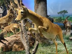 -国家自然博物馆