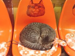 -猫咪博物馆(顶澳仔猫街店)