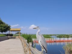 -包头南海湿地景区