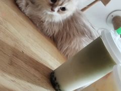 -楼上猫咖(罗湖店)