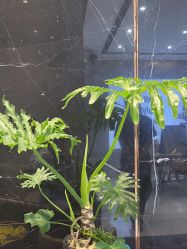 -罗亚帝造型·烫发染发