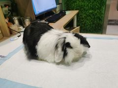 -雨林宠物医院 非犬猫异宠专科