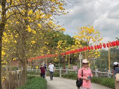 -天适樱花悠乐园