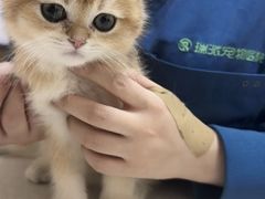 -瑞派康怡24h宠物医院·犬猫医疗中心·微创绝育(瑞景分院)