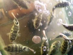 鲃鱼-长廊饭店(锦溪古镇店)