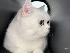 -艾贝尔宠物医院·24H转诊中心·肿瘤猫专科(江宁双龙店)