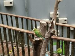 -正佳雨林生态植物园