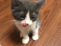 -楼上猫咖(罗湖店)
