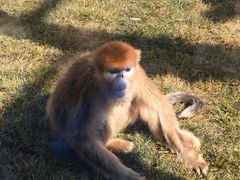 -西安秦岭野生动物园