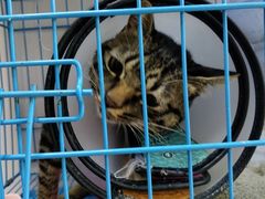 -创凡宠物医院·骨专科  猫科中心(西乡分院)