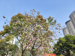 -洲头咀公园