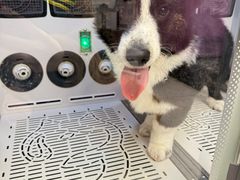 -FAELING PETS美天灵宠物(富力广场店)