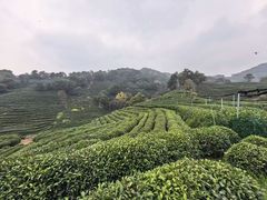 -阿巧茶庄