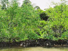 -东寨港红树林旅游区