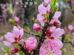 -上海滨江森林公园