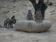 -泉州海丝野生动物世界