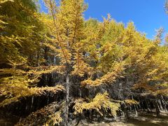 -苏木山森林公园