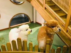 -藦茜花园宠物主题亲子互动体验馆(国顺东路店)