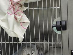 -柏萃动物医院·骨科·牙科