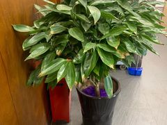 -食神鱼头佛跳墙(百子湾旗舰店)