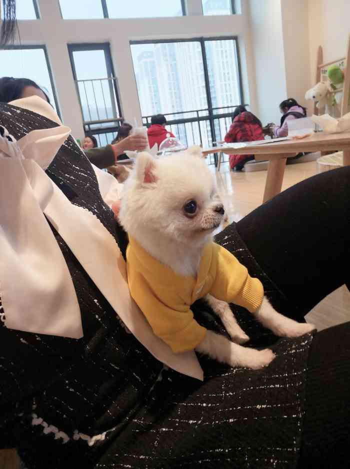 honeypuppy狗咖(万科钻石广场店)-"店里狗狗们都很乖,每次来人了虽然