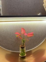 -Girmainy SPA杰美妮