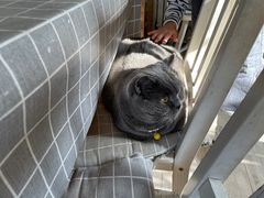 -海边的猫和咖啡馆