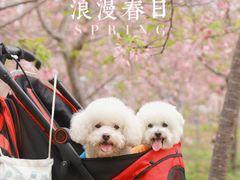 -天适樱花悠乐园