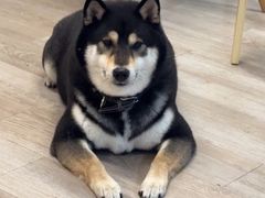 -柴迷FANS CLUB·柴犬狗咖·猫咖
