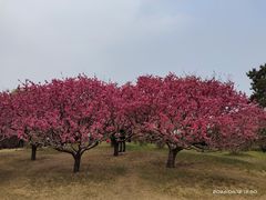 -莲花池公园