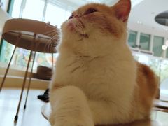-飞行喵MR PILOT|猫舍·猫咖(静安大融城店)