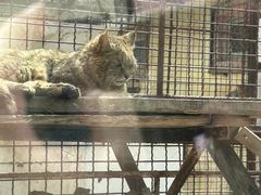 -青藏高原野生动物园