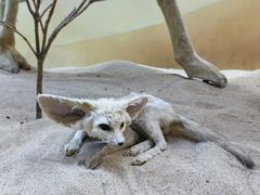 -西霞口神雕山野生动物世界