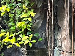 -正佳雨林生态植物园