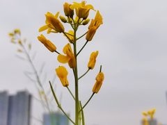 -光明小镇欢乐田园