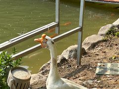 -春晖园度假酒店温泉