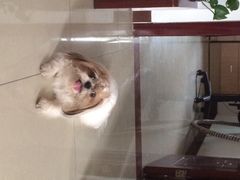 光景动物医院(江南中店)-瑞派动物医院·绝育·犬猫全科·预防医学(光景江南中店)