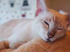 -Cappucimeow猫咪咖啡馆(韦伯时代店)