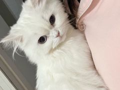 -喵百万·布偶·蓝金金渐层英短·猫舍(百子湾店)