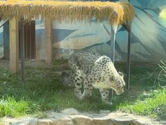 -青藏高原野生动物园