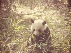 -成都大熊猫繁育研究基地