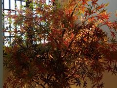 -首秀·四川料理(星耀101店)