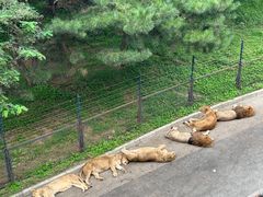 -大连森林动物园