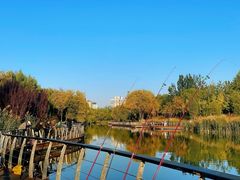 -三里屯东五街银杏大道