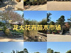 -龙大花卉苗木市场