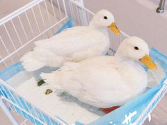 -怪兽屋·羊驼·猫咖·狗咖(俊华广场店)