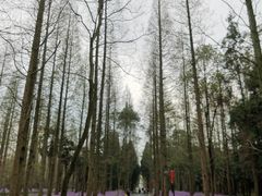 -东平国家森林公园