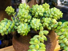 罗非鱼-渔遭殃鱼馆(黄桷垭店)