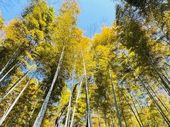 -上海佘山国家森林公园天马山园