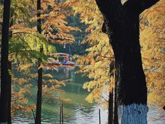 -番禺大夫山森林公园